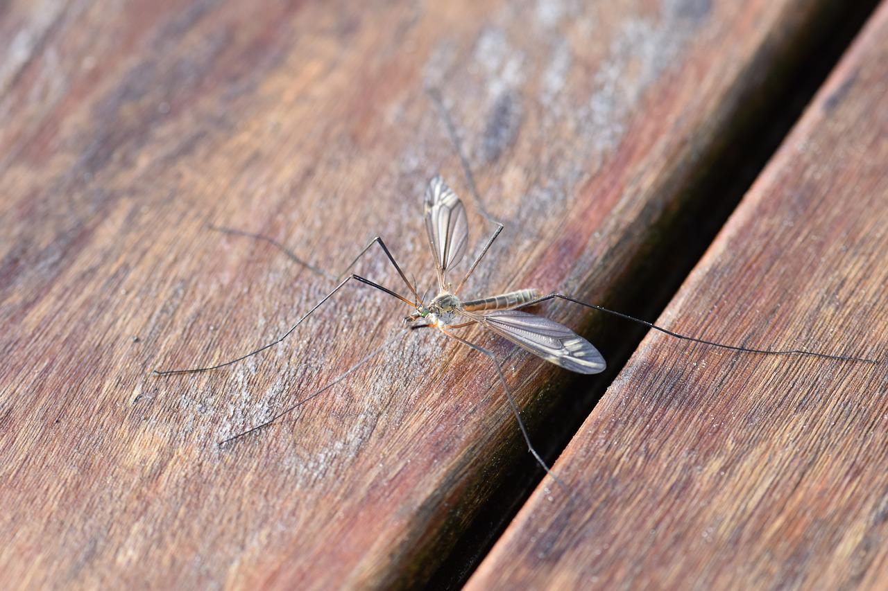 Kovin: Akcija suzbijanja komaraca 20. jula